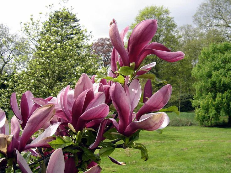 Насіння.Магнолія лілієквіткова. Magnolia liliflora ціна за 50 насінин Насіння.Магнолія лілієквіткова. Magnolia liliflora ціна за 50 насінин - Зображення 3