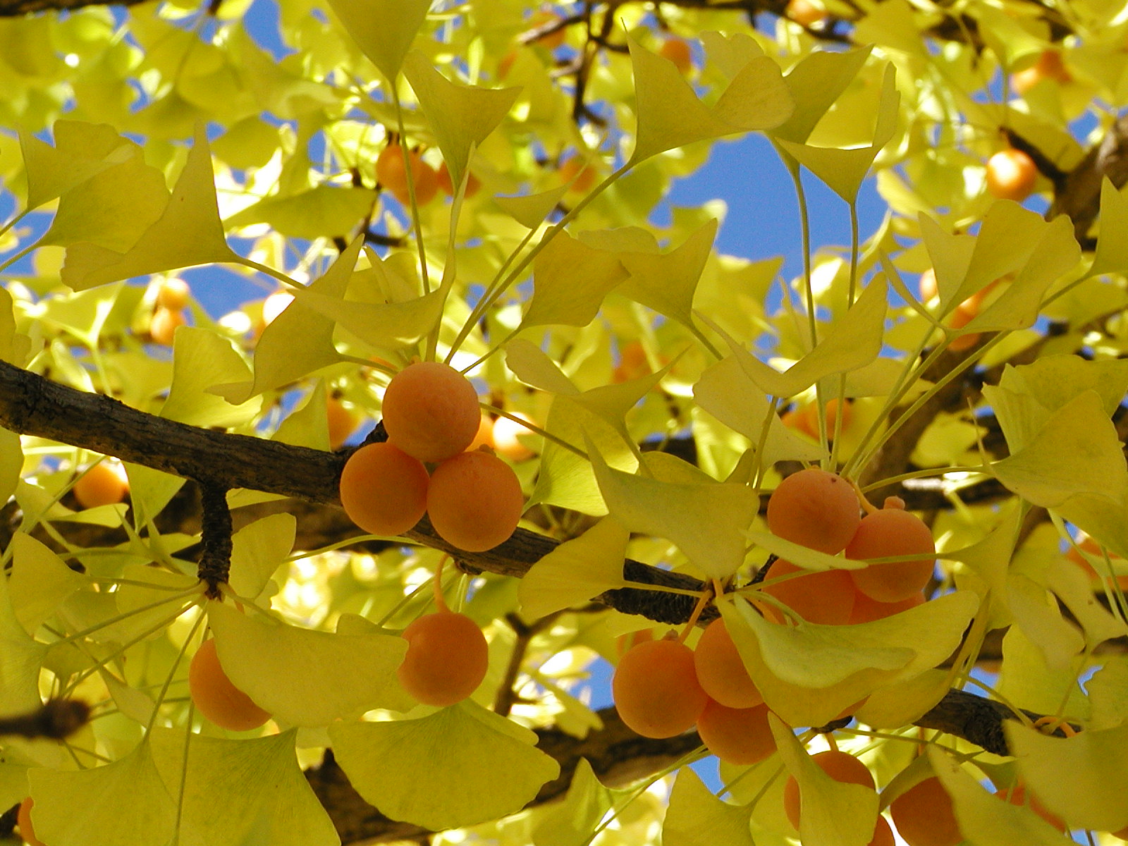 Насіння.Гінкго білоба Ginkgo biloba ціна за 20 насінин Насіння.Гінкго білоба Ginkgo biloba ціна за 20 насінин - Зображення 2