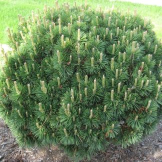 Сосна гірська карликова мугус  PINUS MUGO MUGHUS