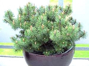 Сосна горная муго мугус Pinus mugo mughus