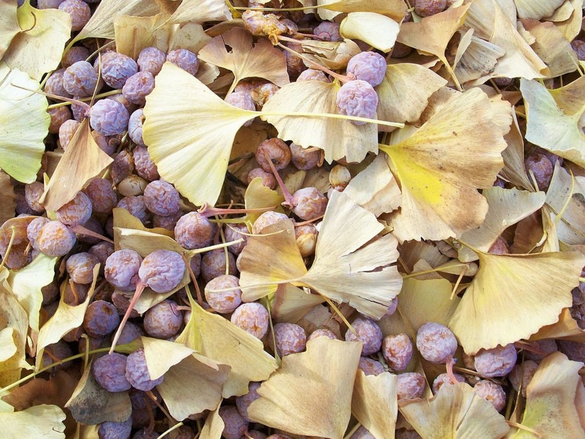Насіння.Гінкго білоба Ginkgo biloba ціна за 20 насінин Насіння.Гінкго білоба Ginkgo biloba ціна за 20 насінин - Зображення 3