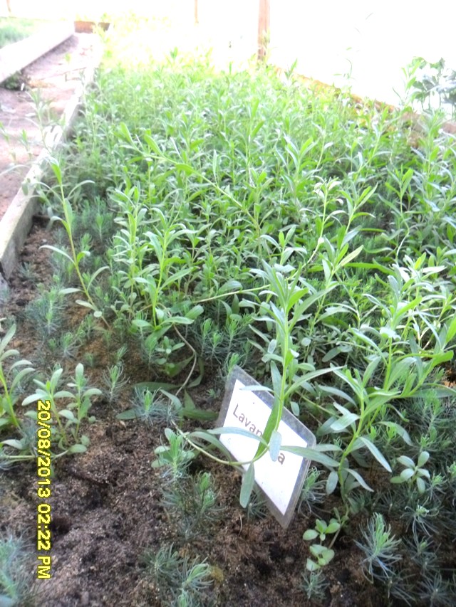 statti-pro-el-10