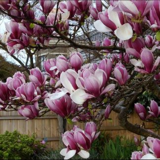 Насіння.Магнолія Суланжа Magnolia soulangeana ціна за 50 насінин