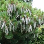 Pinus_strobus_Nana_cones