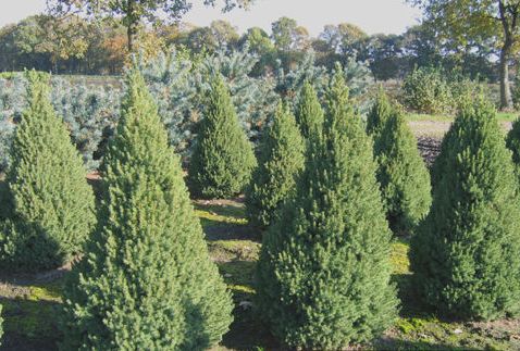 Ялина канадська Коніка Picea Conica Ялина канадська Коніка Picea Conica - Зображення 2