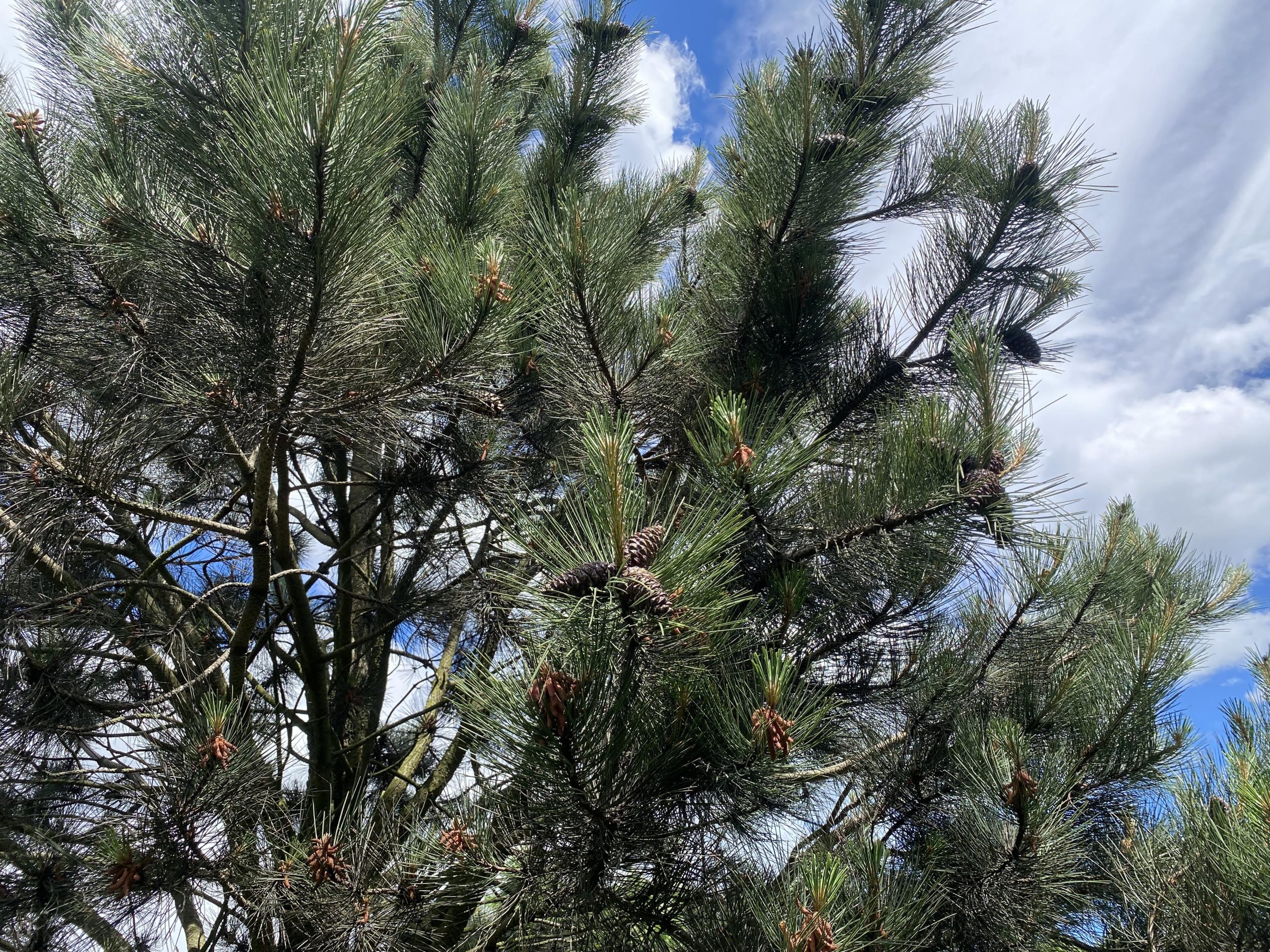 Сосна жовта Pinus ponderosa Сосна жовта Pinus ponderosa - Зображення 3