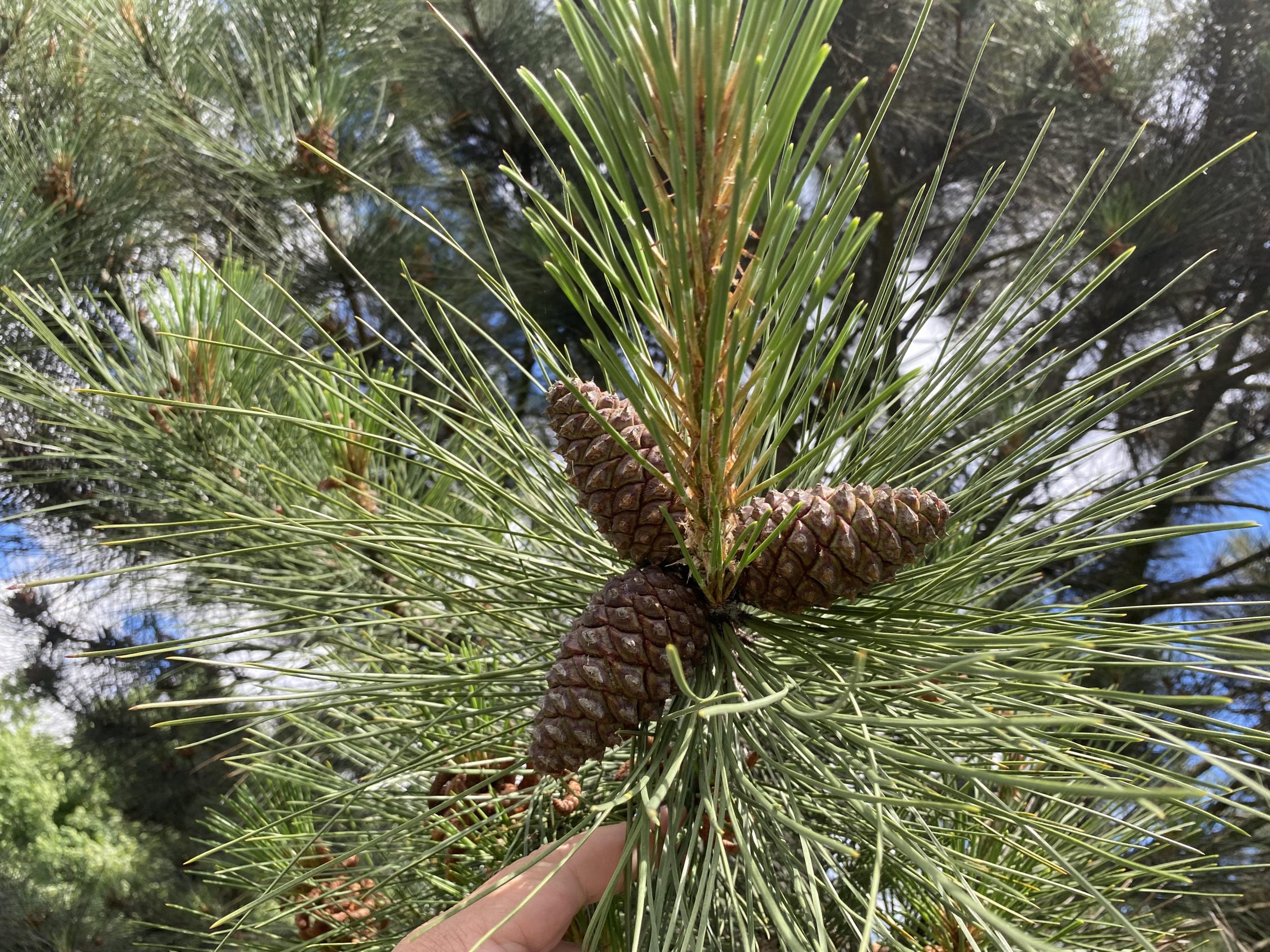 Сосна жовта Pinus ponderosa Сосна жовта Pinus ponderosa