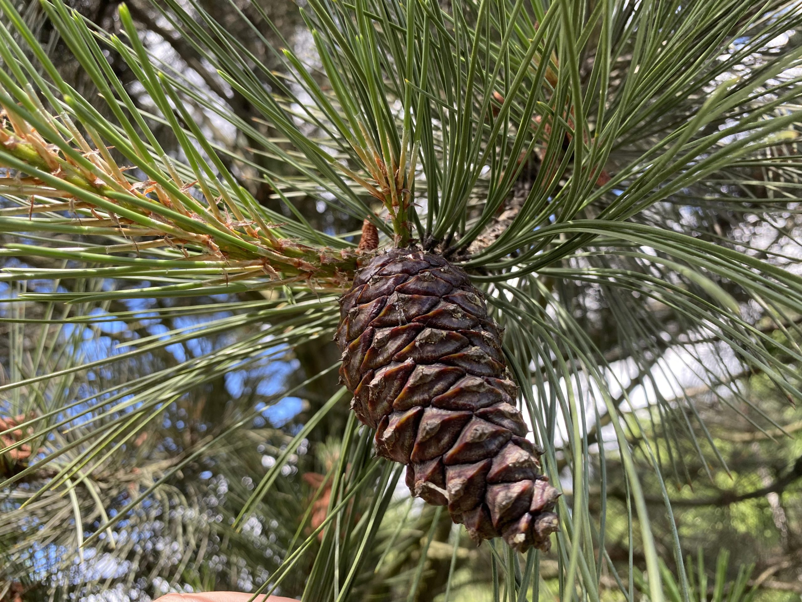 Сосна жовта Pinus ponderosa Сосна жовта Pinus ponderosa - Зображення 2