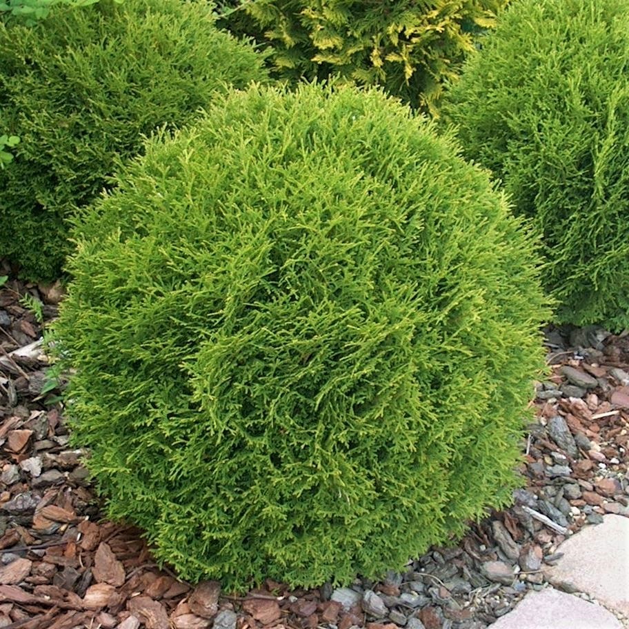 туя західна Хозері Thuja occidentalis Hoseri туя західна Хозері Thuja occidentalis Hoseri - Зображення 2