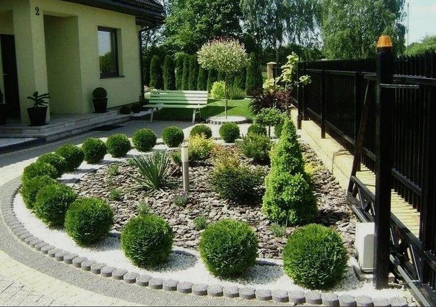туя західна Хозері Thuja occidentalis Hoseri туя західна Хозері Thuja occidentalis Hoseri