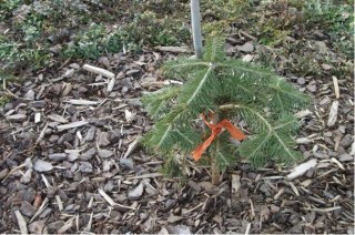 Пихта Нордмана (Кавказская) abies nordmaniana Пихта Нордмана (Кавказская) abies nordmaniana