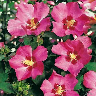 Гібіскус сірійський деревовидний (Hibiscus syriacus mix) Гібіскус сірійський деревовидний (Hibiscus syriacus mix) - Зображення 3