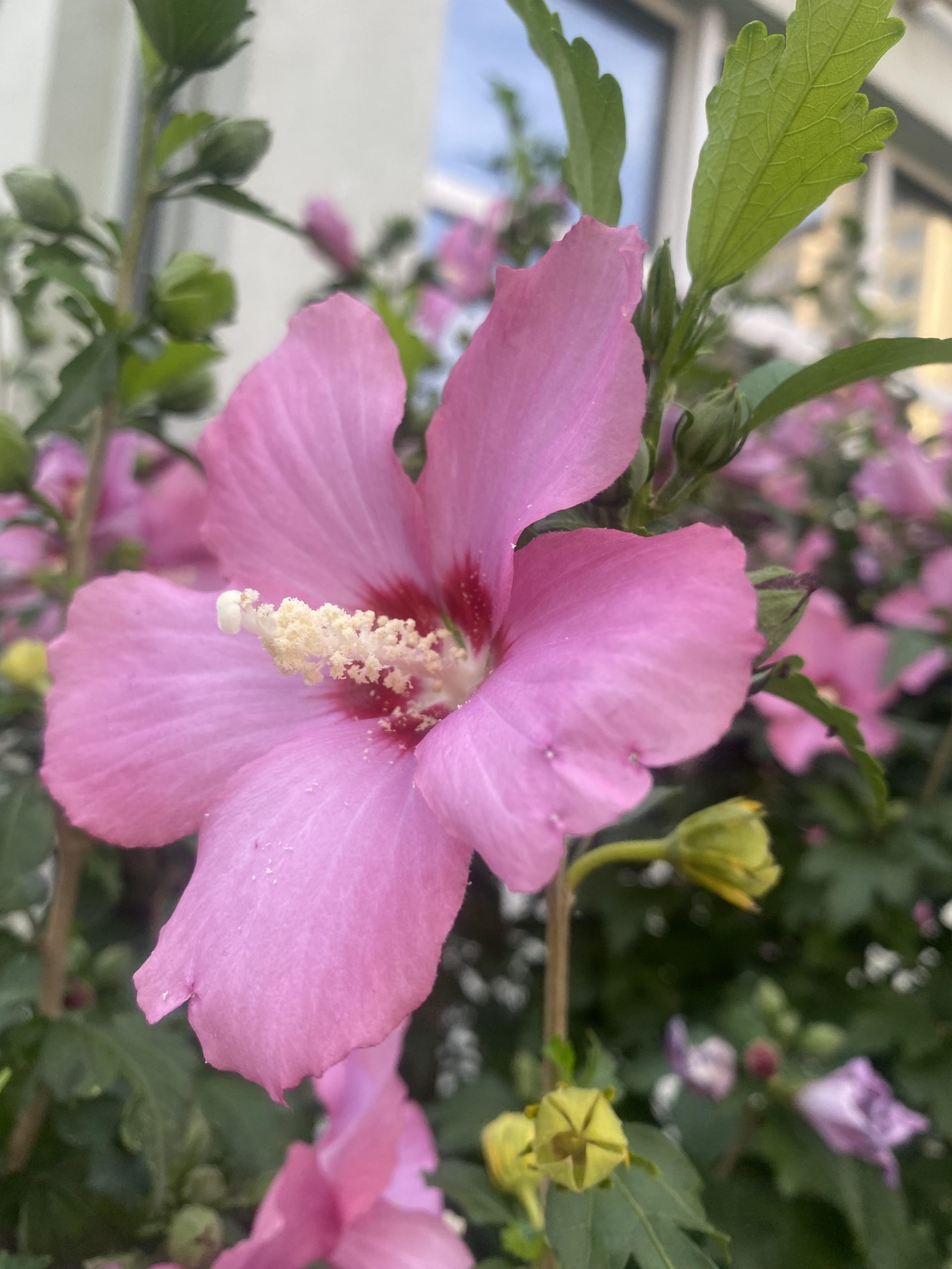 Гібіскус сірійський деревовидний (Hibiscus syriacus mix) Гібіскус сірійський деревовидний (Hibiscus syriacus mix)