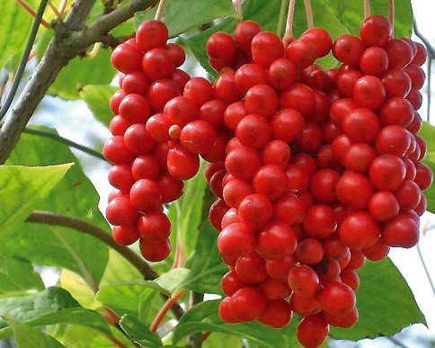 Schisandra 