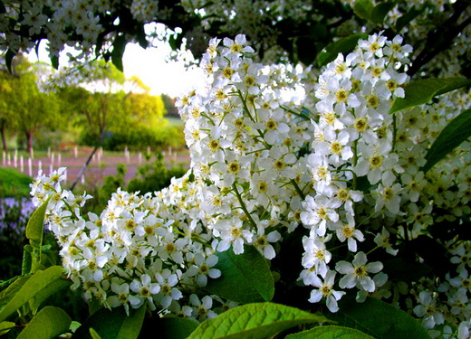 Черемха звичайна Prunus Рadus avium Mill Черемха звичайна Prunus Рadus avium Mill