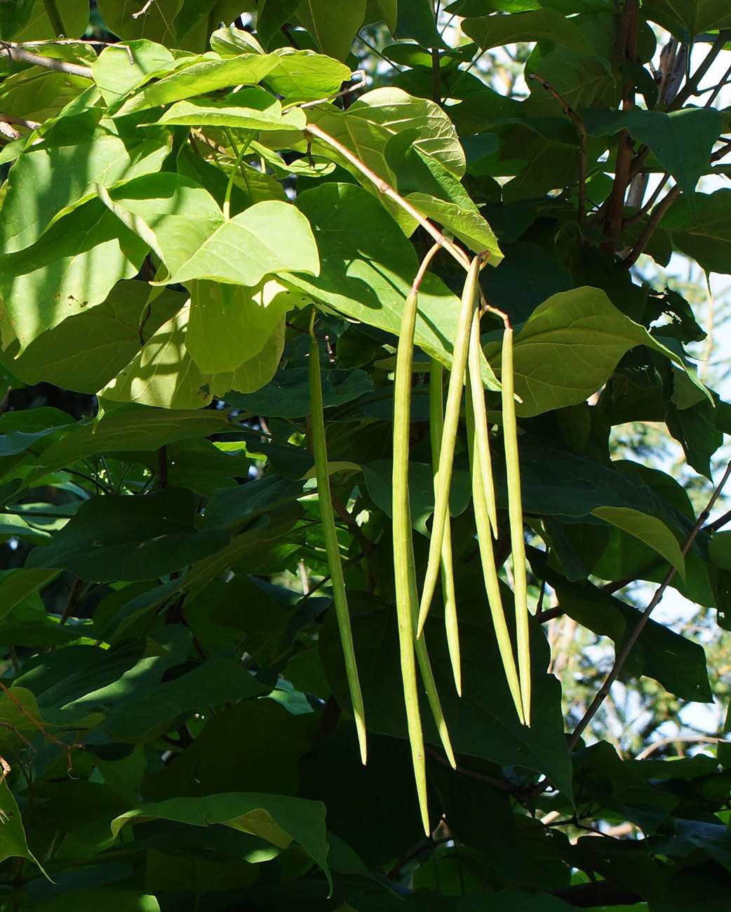 Насіння.Катальпа Catalpa bignonioides ціна за 100 насінин Насіння.Катальпа Catalpa bignonioides ціна за 100 насінин - Зображення 2