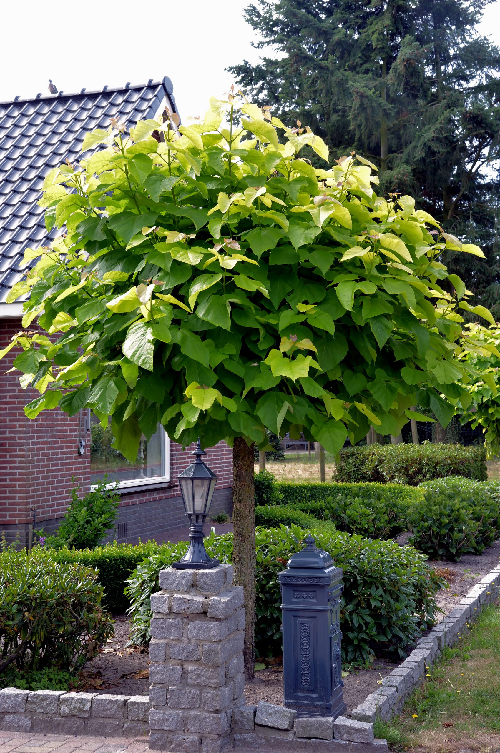 Насіння.Катальпа Catalpa bignonioides ціна за 100 насінин Насіння.Катальпа Catalpa bignonioides ціна за 100 насінин