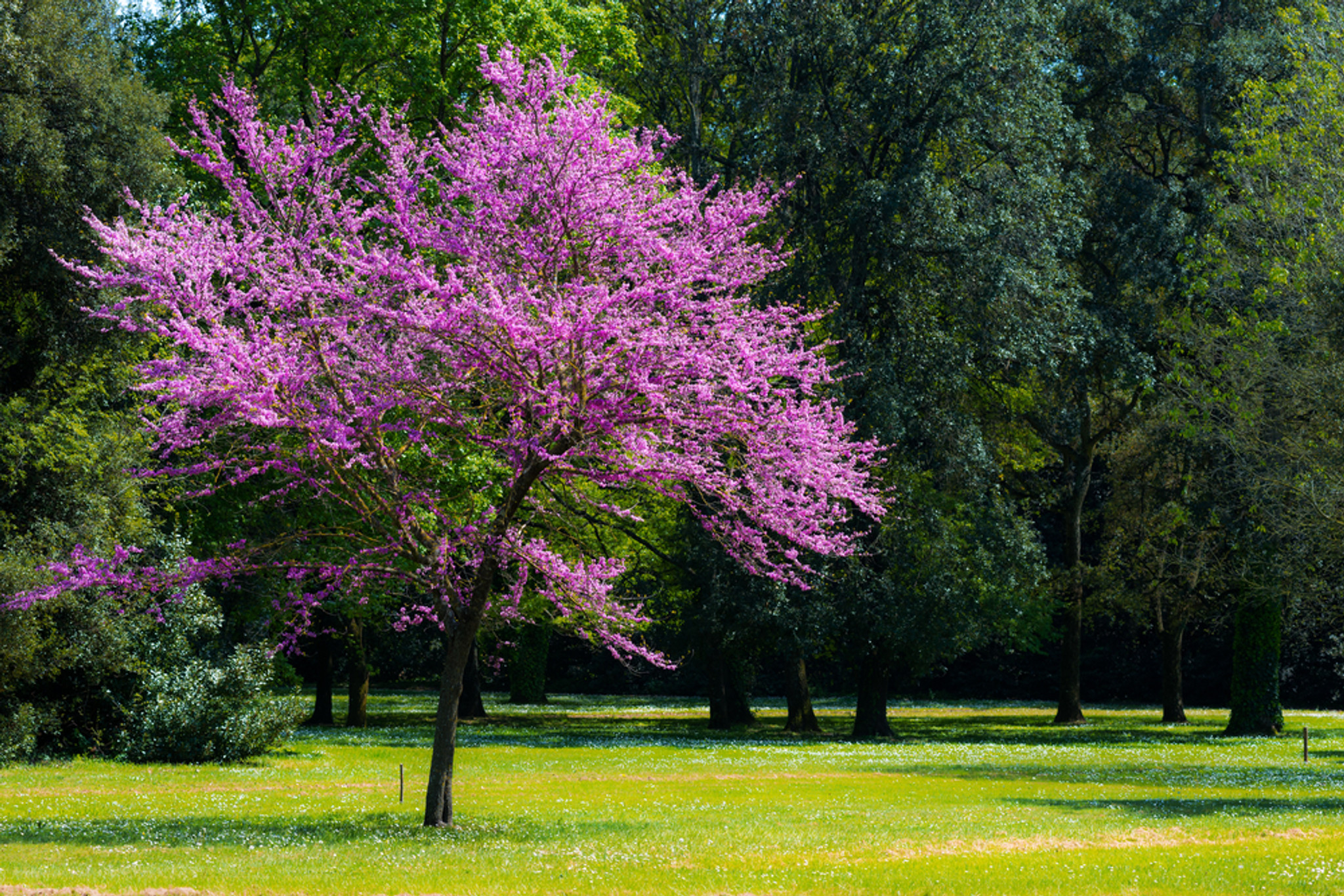 Насіння.Церцис європейський Cercis siliquastrum ціна за 50 насінин Насіння.Церцис європейський Cercis siliquastrum ціна за 50 насінин - Зображення 4
