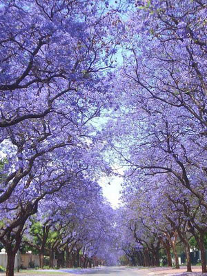 Насіння. Павловнія імператорська Paulownia Tomentosa ціна за 100 насінин Насіння. Павловнія імператорська Paulownia Tomentosa ціна за 100 насінин