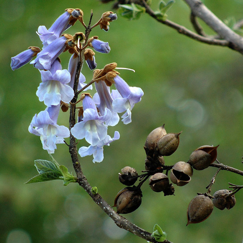 Насіння. Павловнія імператорська Paulownia Tomentosa ціна за 100 насінин Насіння. Павловнія імператорська Paulownia Tomentosa ціна за 100 насінин - Зображення 2