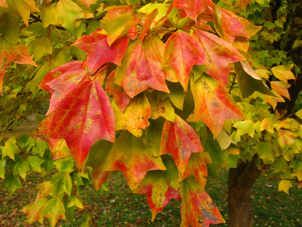 Acer Buergerianum Miq.Клён трёхраздельный Бургера Acer Buergerianum Miq.Клён трёхраздельный Бургера