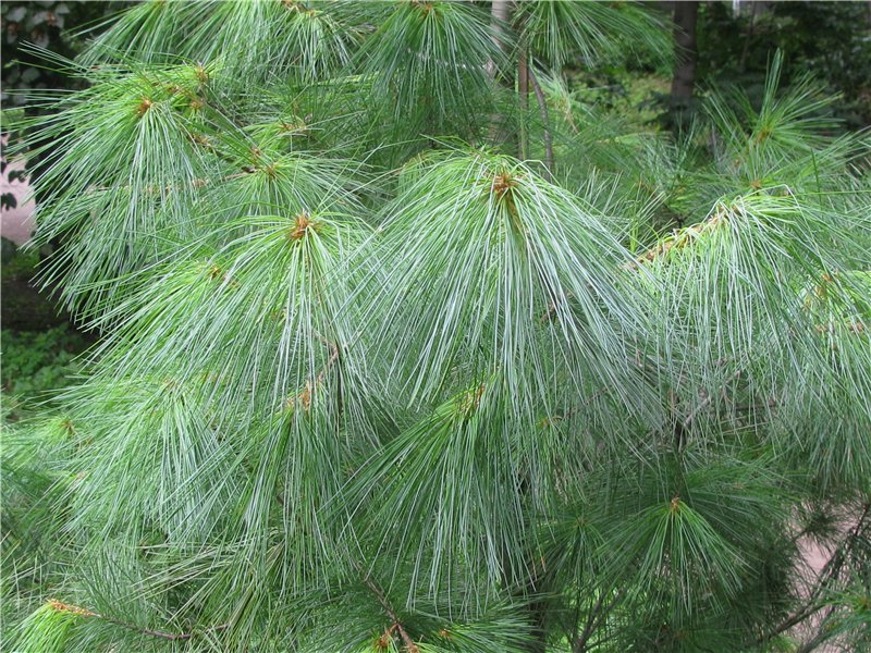 Сосна Веймутова Pinus strobus Сосна Веймутова Pinus strobus - Зображення 2
