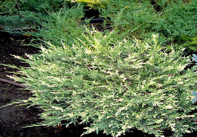 Ялівець горизонтальний Андора варієгата Juniperus horizontalis ‘Andorra Variegata Ялівець горизонтальний Андора варієгата Juniperus horizontalis ‘Andorra Variegata - Зображення 2