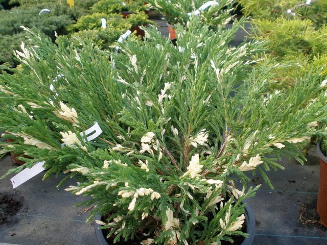 Ялівець горизонтальний Андора варієгата Juniperus horizontalis ‘Andorra Variegata Ялівець горизонтальний Андора варієгата Juniperus horizontalis ‘Andorra Variegata