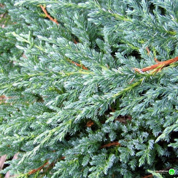 Ялівець лускатний Блю Карпет Juniperus squamata Blue Carpet Ялівець лускатний Блю Карпет Juniperus squamata Blue Carpet