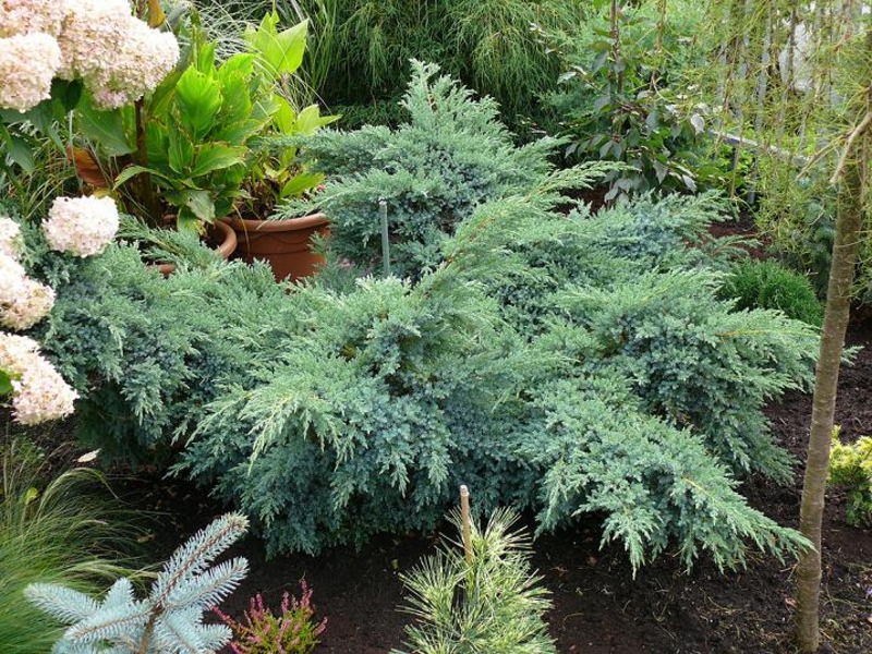 Ялівець лускатний Блю Карпет Juniperus squamata Blue Carpet Ялівець лускатний Блю Карпет Juniperus squamata Blue Carpet - Зображення 2