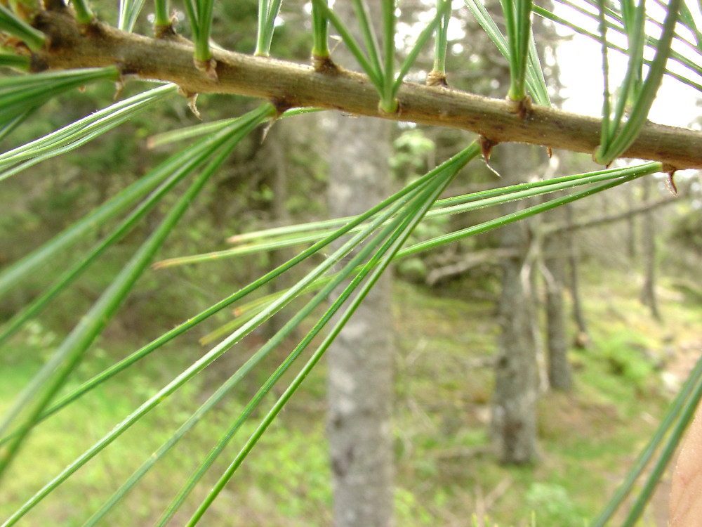 Сосна Веймутова Pinus strobus Сосна Веймутова Pinus strobus - Зображення 3