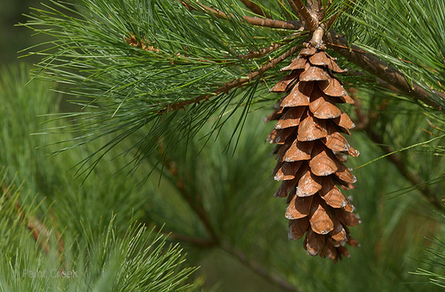 Сосна Веймутова Pinus strobus Сосна Веймутова Pinus strobus