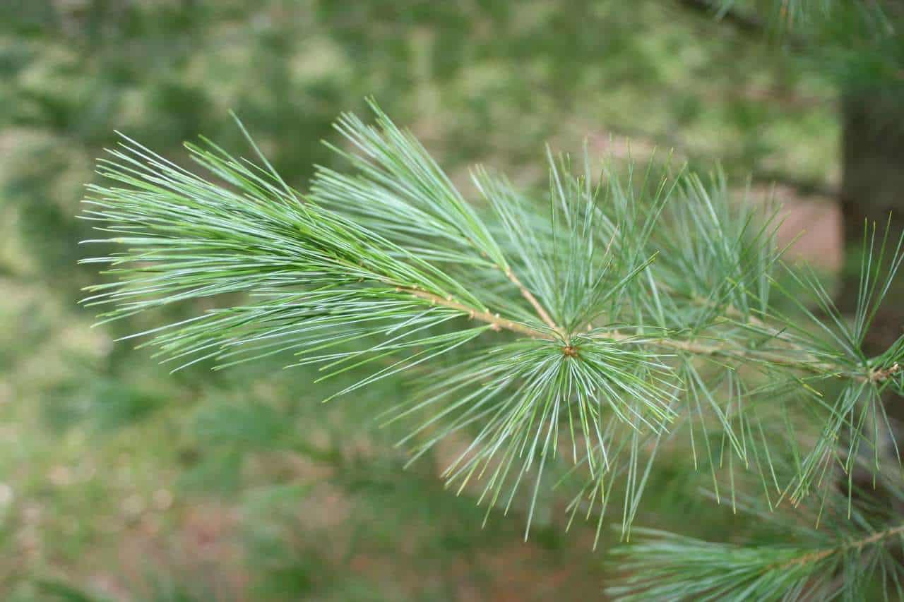 Сосна Веймутова Pinus strobus Сосна Веймутова Pinus strobus - Зображення 4
