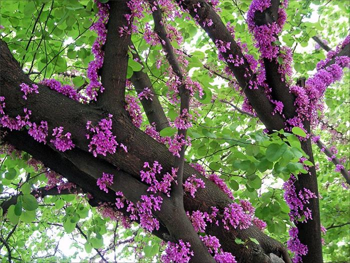 Церцис Cercis Церцис Cercis - Зображення 3