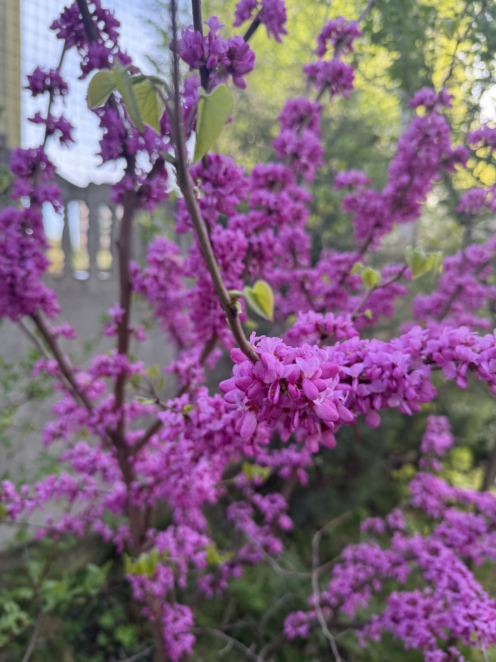 Церцис Cercis Церцис Cercis