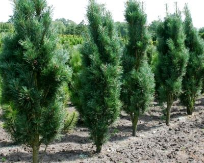 Сосна чорна пірамідаліс Pinus nigra pyramidalis Сосна чорна пірамідаліс Pinus nigra pyramidalis - Зображення 2