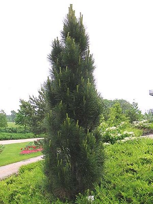 Сосна чорна пірамідаліс Pinus nigra pyramidalis Сосна чорна пірамідаліс Pinus nigra pyramidalis - Зображення 3