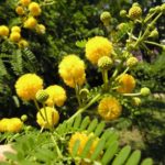 Acacia farnesiana