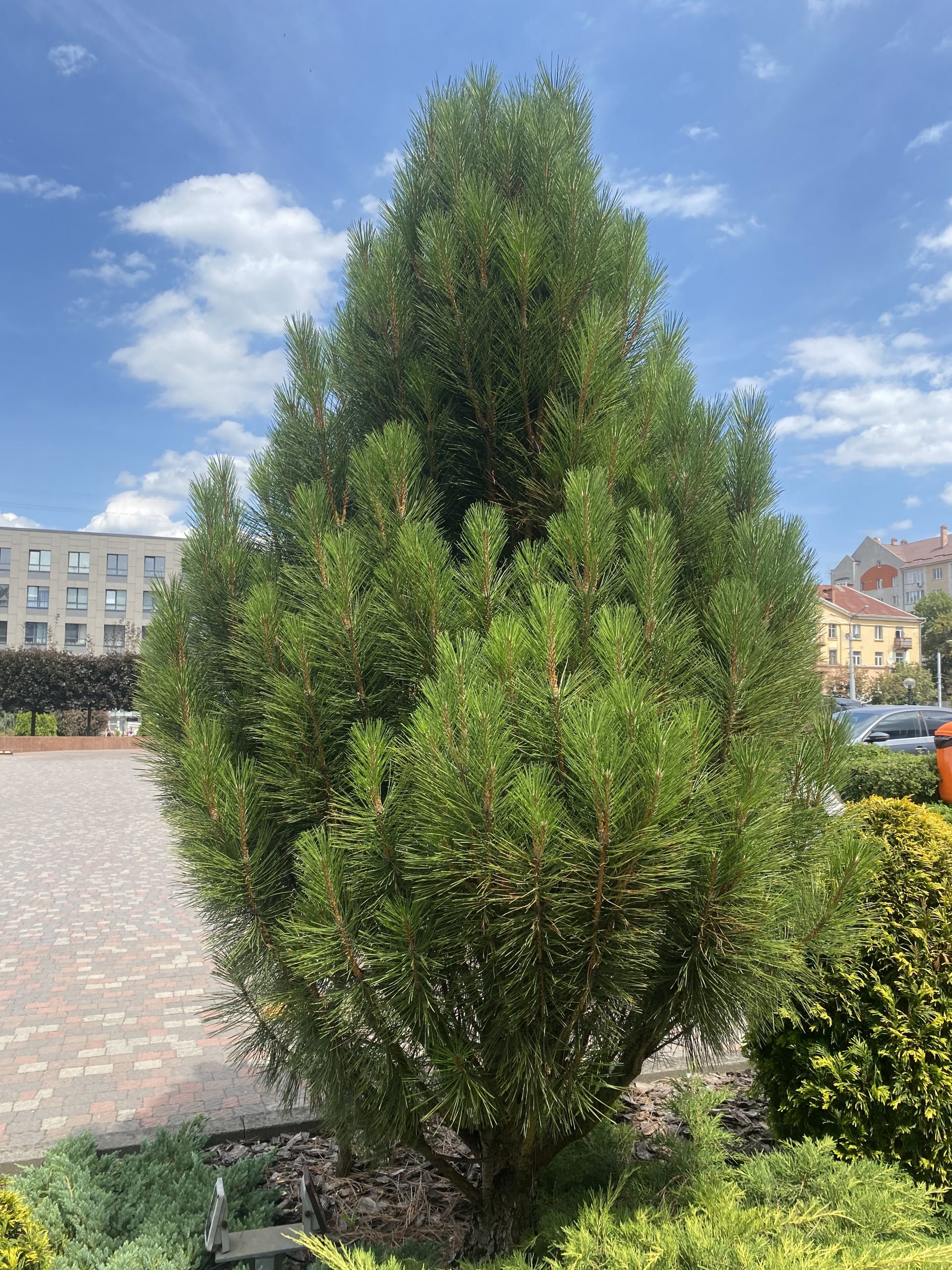 Сосна чорна пірамідаліс Pinus nigra pyramidalis Сосна чорна пірамідаліс Pinus nigra pyramidalis