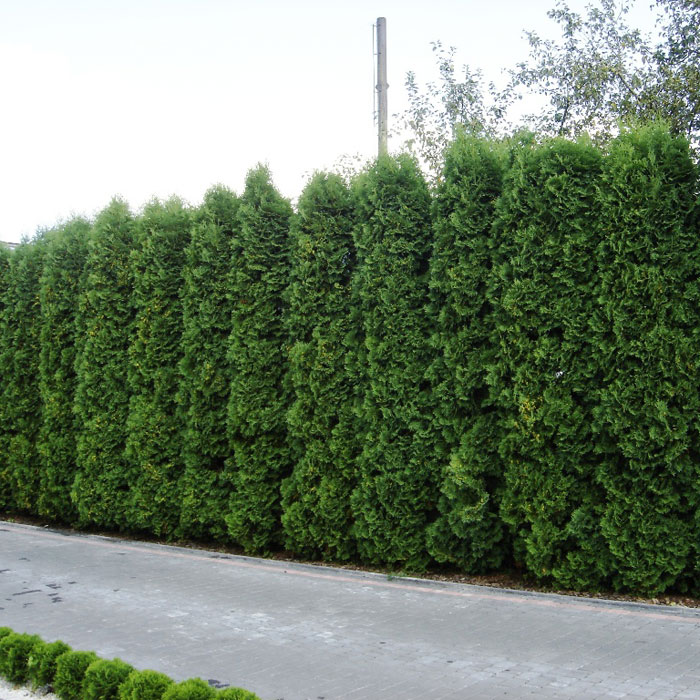 Туя західна Колумна Thuja occidentalis Columna Туя західна Колумна Thuja occidentalis Columna