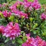 Rhododendron ferrugineum Alpine Rose Рододендрон ржавый (альпийская роза)