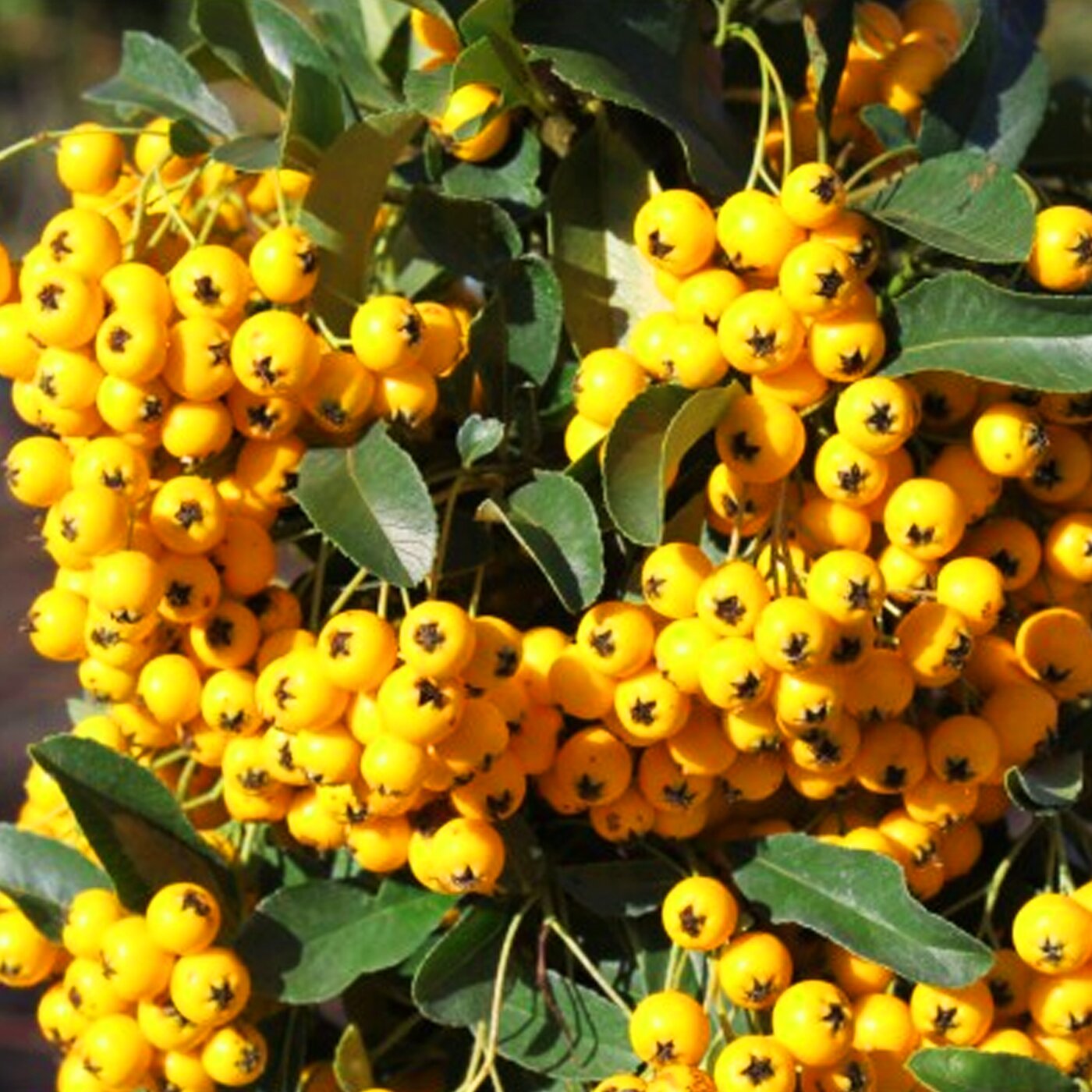 Піраканта ‘Солейл Дор’. Pyracantha ‘Soleil d’Or’ Піраканта 'Солейл Дор'. Pyracantha 'Soleil d'Or'