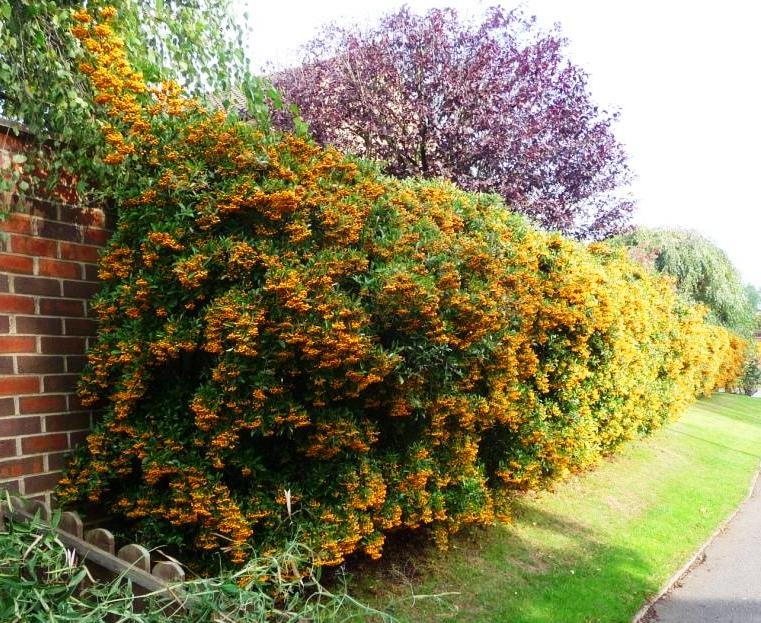 Піраканта ‘Солейл Дор’. Pyracantha ‘Soleil d’Or’ Піраканта 'Солейл Дор'. Pyracantha 'Soleil d'Or' - Зображення 2