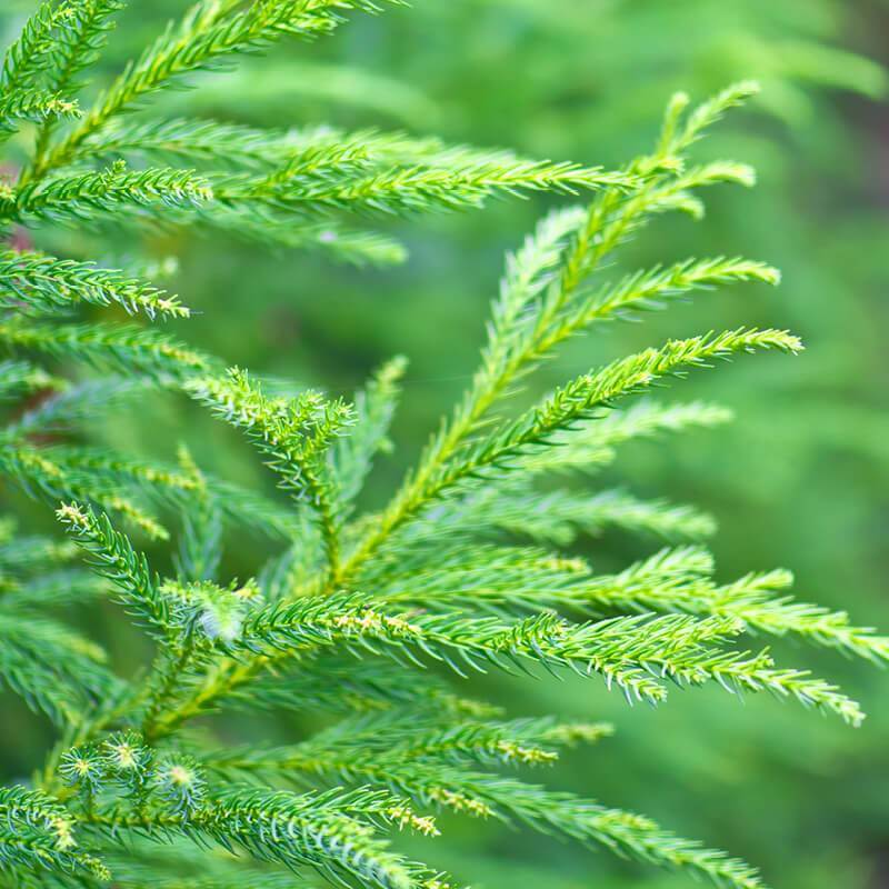 Криптомерія японська Cryptomeria japonica Криптомерія японська Cryptomeria japonica - Зображення 3