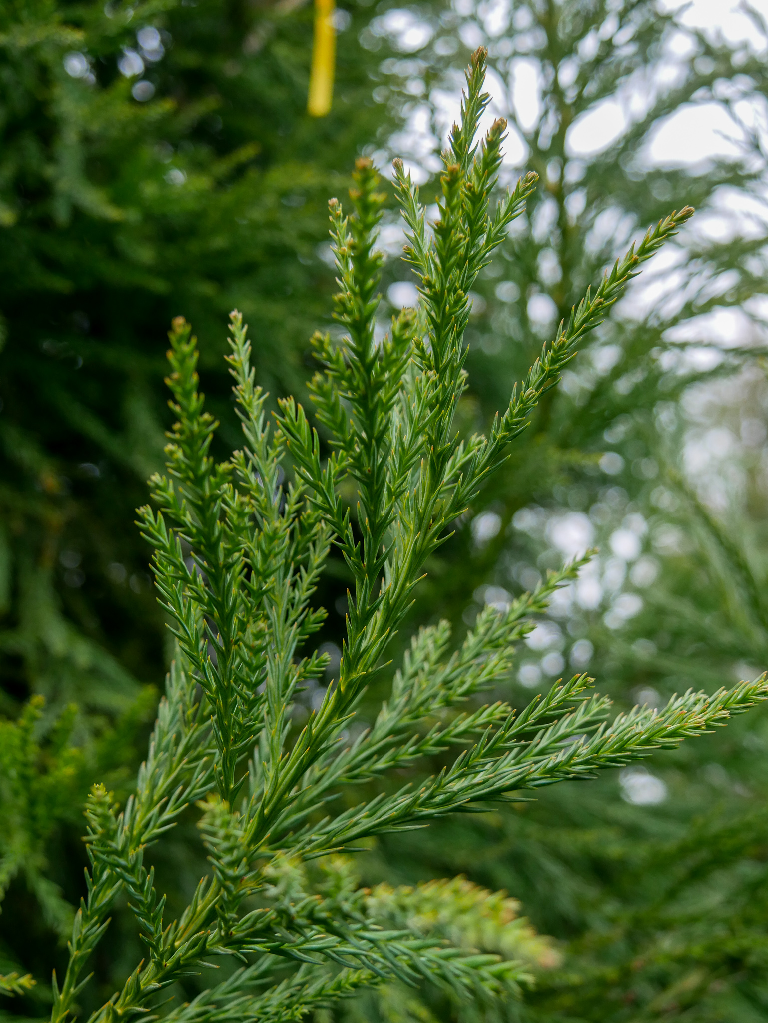 Криптомерія японська Cryptomeria japonica Криптомерія японська Cryptomeria japonica