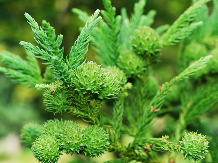 Криптомерія японська Cryptomeria japonica Криптомерія японська Cryptomeria japonica - Зображення 2