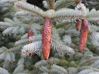 Насіння.Блакитна ялина Меєра Picea spruce meyeri ціна за 100 насінин Насіння.Блакитна ялина Меєра Picea spruce meyeri ціна за 100 насінин - Зображення 2
