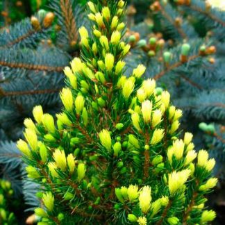 Ялина канадська Рейнбовз Енд Picea glauca Rainbows End Ялина канадська Рейнбовз Енд Picea glauca Rainbows End