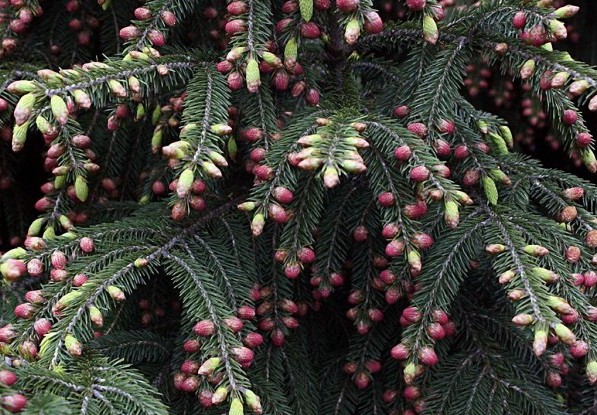 Насіння. Ялина Вільсона Picea wilsonii ціна за 100 насінин Насіння. Ялина Вільсона Picea wilsonii ціна за 100 насінин - Зображення 2