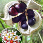 Xanthoceras3